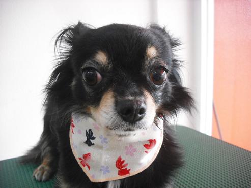 リィリィちゃん