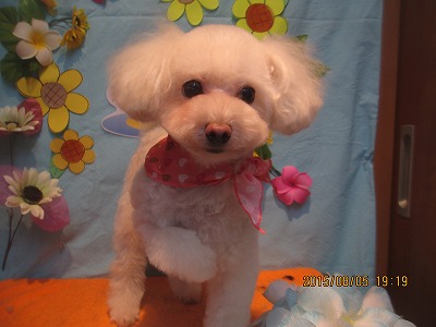 シェリーちゃん