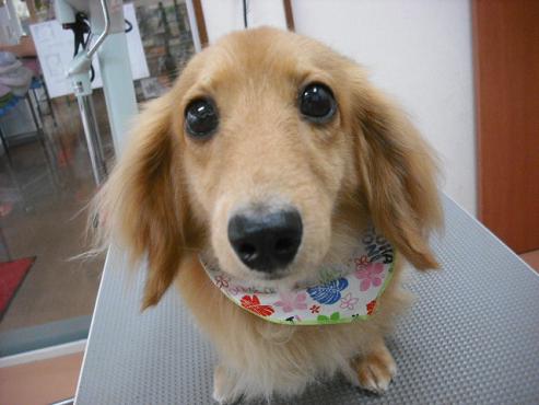 チャッピーちゃん