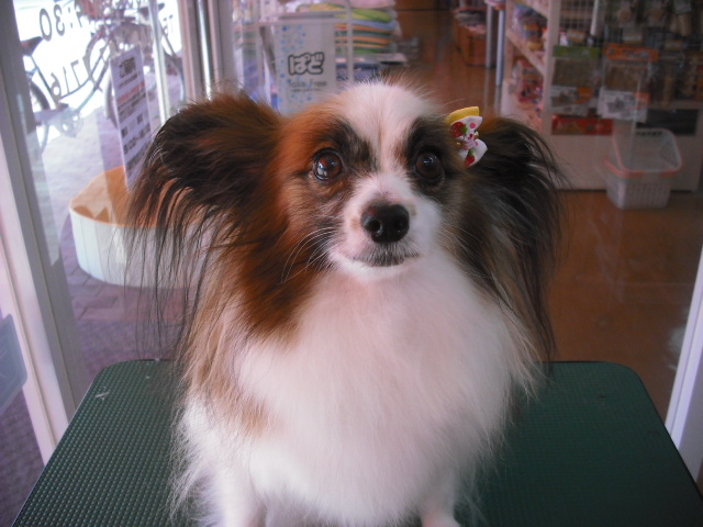 アリエルちゃん