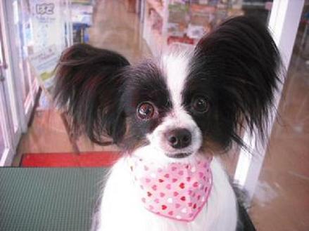 マイリーちゃん