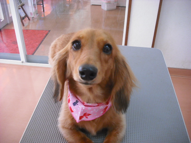 ミルキーちゃん