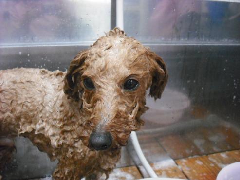 ファイル 100-2.jpg