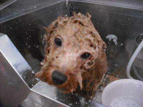 ファイル 1000-2.jpg