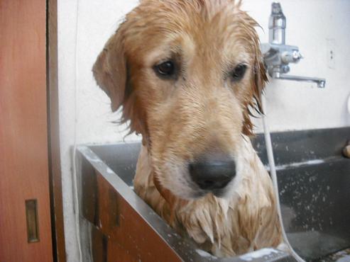 ファイル 1001-2.jpg