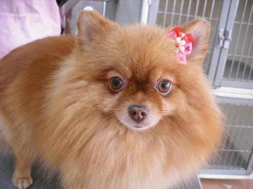 ファイル 1003-1.jpg