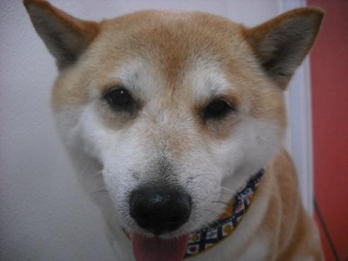 ファイル 1008-1.jpg