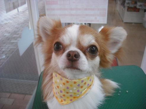 ファイル 1009-1.jpg