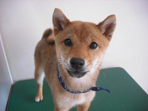 ファイル 101-1.jpg