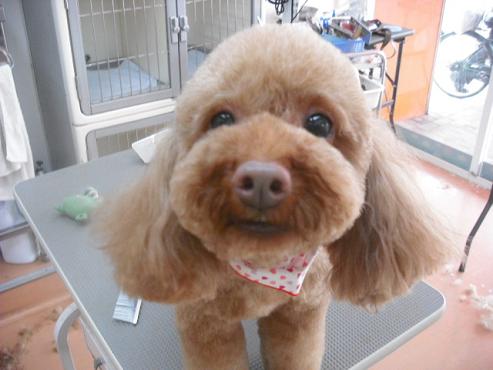 ファイル 1010-1.jpg