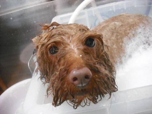 ファイル 1010-2.jpg