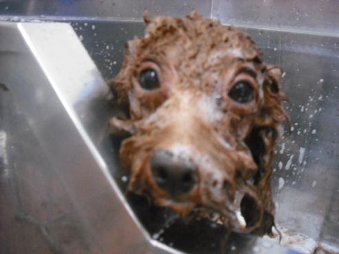 ファイル 1011-3.jpg