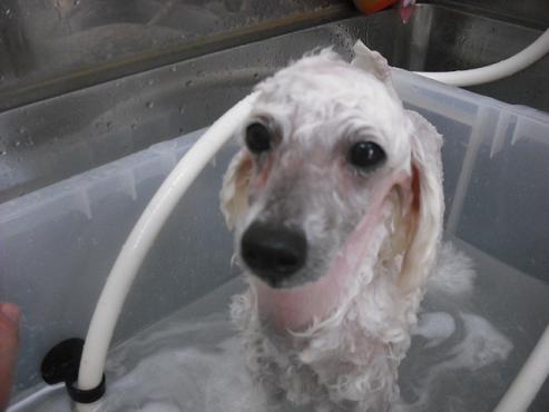 ファイル 1012-2.jpg