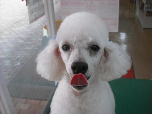 ファイル 1013-1.jpg