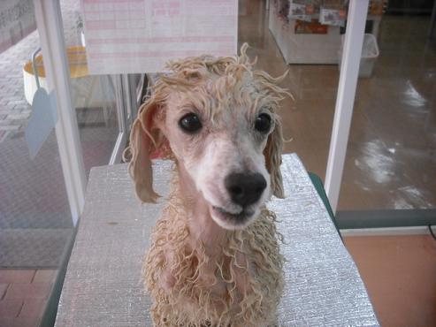 ファイル 1013-3.jpg