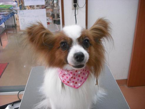 ファイル 1014-1.jpg