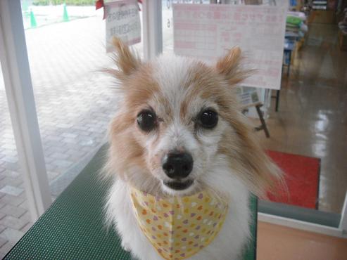 ファイル 1015-1.jpg