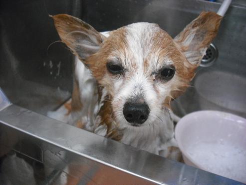 ファイル 1015-2.jpg