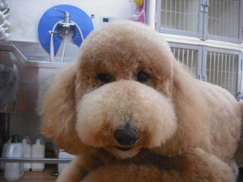 ファイル 1017-1.jpg