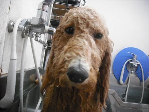 ファイル 1017-2.jpg