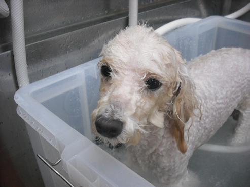 ファイル 1019-2.jpg