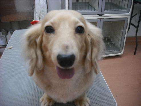 ファイル 1020-1.jpg