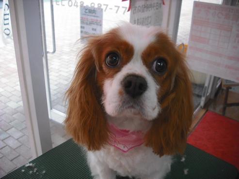 ファイル 1021-1.jpg