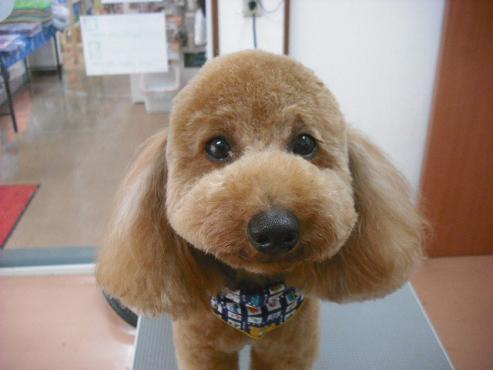 ファイル 1026-1.jpg