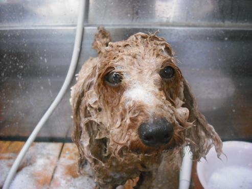 ファイル 1026-2.jpg