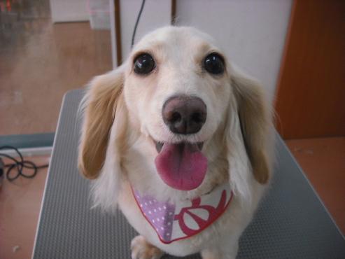 ファイル 1028-1.jpg