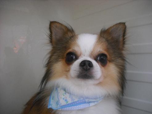 ファイル 1031-1.jpg