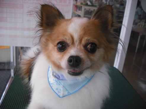 ファイル 1032-1.jpg