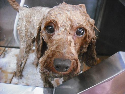 ファイル 1033-2.jpg