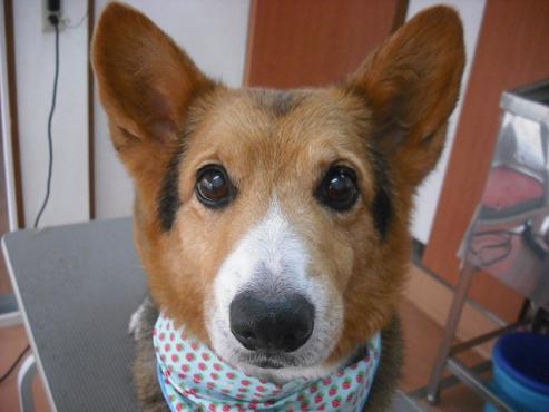 ファイル 1035-1.jpg