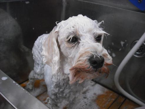 ファイル 1036-2.jpg