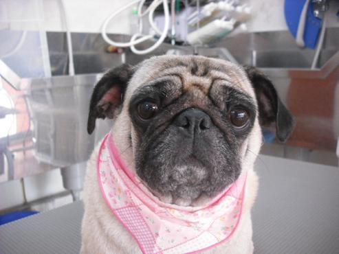 ファイル 1037-1.jpg