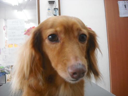 ファイル 1039-1.jpg