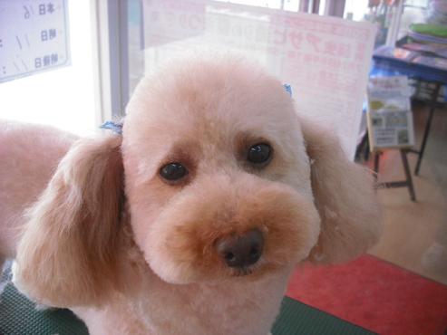 ファイル 1042-1.jpg