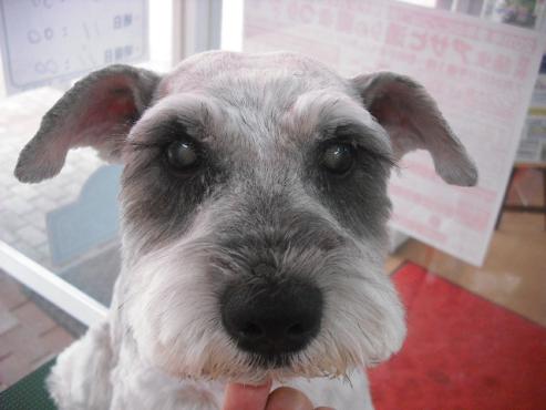 ファイル 1043-1.jpg