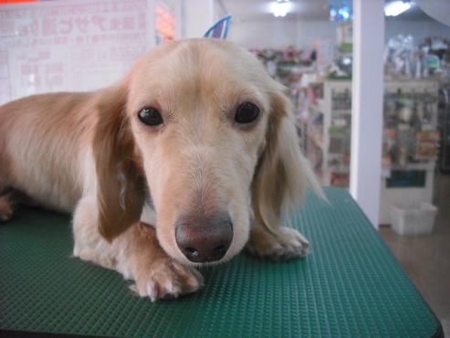 ファイル 1044-1.jpg