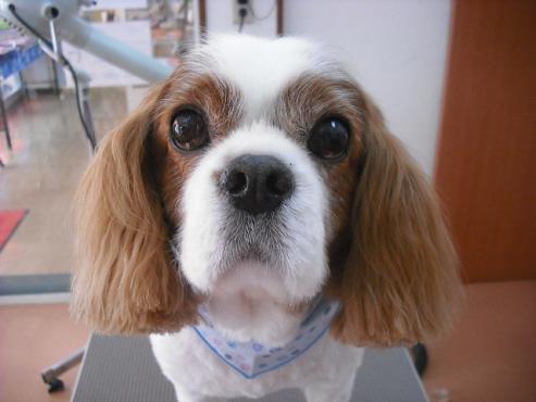 ファイル 1045-1.jpg