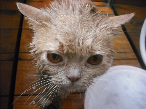 ファイル 1051-2.jpg