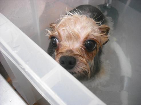 ファイル 1052-2.jpg