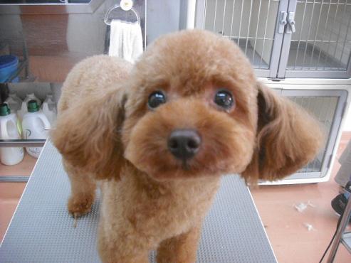 ファイル 1053-1.jpg