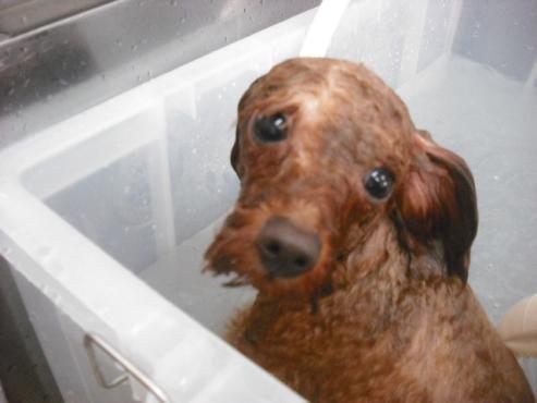 ファイル 1053-2.jpg