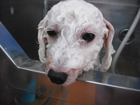 ファイル 1067-2.jpg