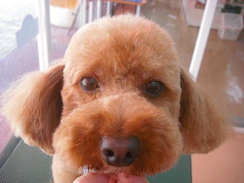 ファイル 1068-1.jpg