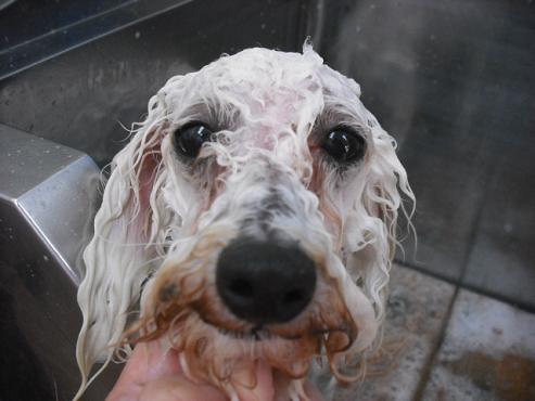 ファイル 1070-2.jpg