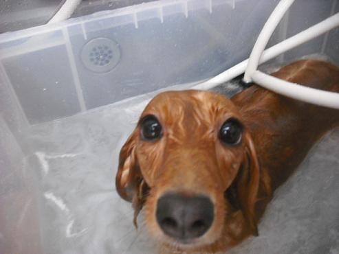 ファイル 1071-2.jpg