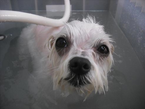 ファイル 1072-2.jpg